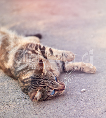 gray striped street cat with blue eyes lies on the asphalt