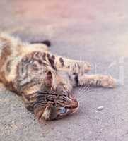 gray striped street cat with blue eyes lies on the asphalt