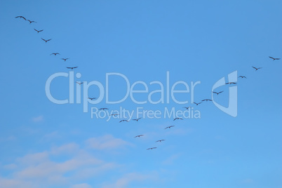 Flock of migratory birds against a blue sky.