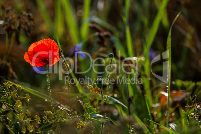 Bright red poppy flowers on summer wild meadow.