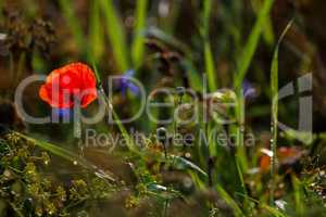 Bright red poppy flowers on summer wild meadow.