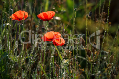 Blooming red poppy flowers on summer wild meadow.