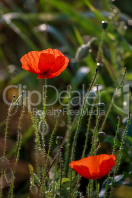 Blooming red poppy flowers on summer wild meadow.