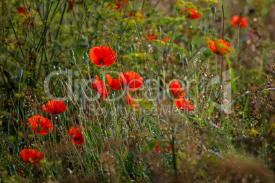 Bright red poppy flowers on summer wild meadow.