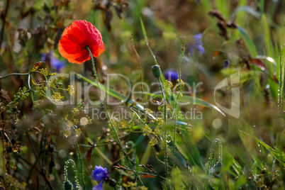 Bright red poppy flower on summer wild meadow.