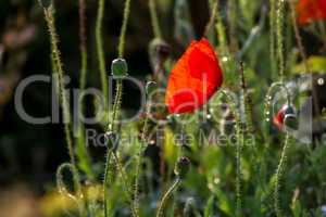 Bright red poppy flower on summer wild meadow.