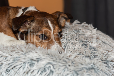 Hund beim Kuscheln