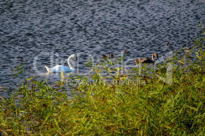 Beautiful white swans family swims in the lake.