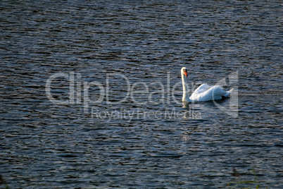 Beautiful white swan swims in the lake.