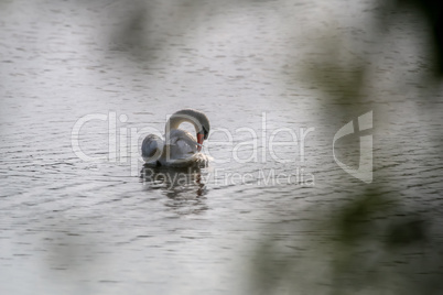 Beautiful white swan swims in the lake.