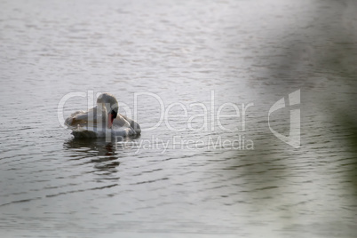 Beautiful white swan swims in the lake.