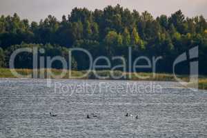 Family of birds swims in the lake.