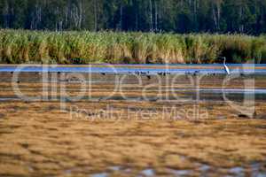 Large colony with birds swims in the lake.