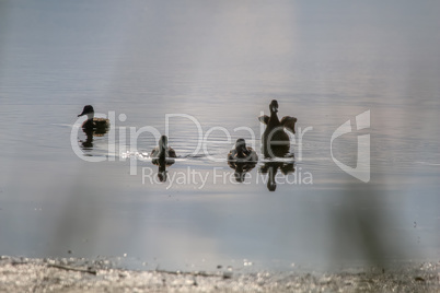 Ducks family swims in the lake.