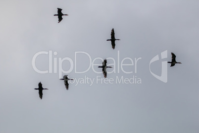 Flock of ducks flying in the blue sky.