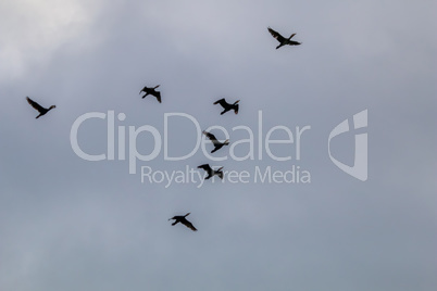 Flock of ducks flying in the blue sky.