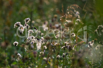 Deflorate weeds on wild meadow.