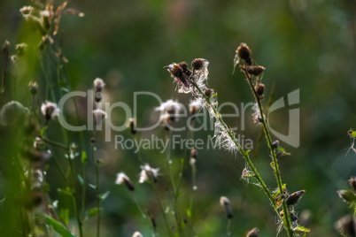 Deflorate weeds on wild meadow.