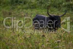 Bull grazing in the meadow on foggy summer morning.