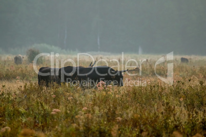 Bull grazing in the meadow on foggy summer morning.