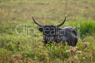 Bull grazing in the meadow on summer morning.