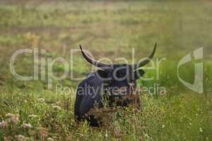 Bull grazing in the meadow on foggy summer morning.