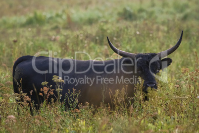 Bull grazing in the meadow on foggy summer morning.