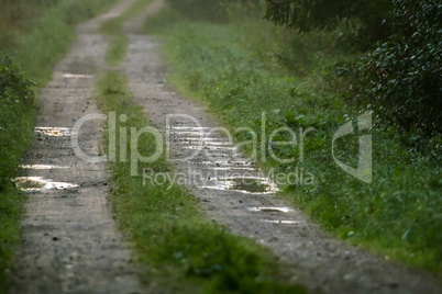 Puddles on the country woods road in foggy morning.