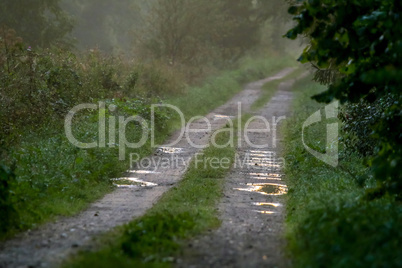 Puddles on the country woods road in misty morning.