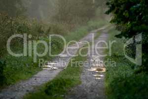 Puddles on the country woods road in misty morning.