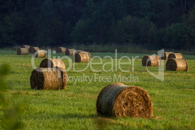 Hay bales on the field after harvest in morning.