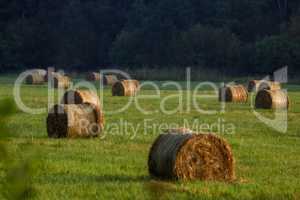 Hay bales on the field after harvest in morning.
