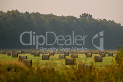 Hay bales on the field after harvest in foggy morning.