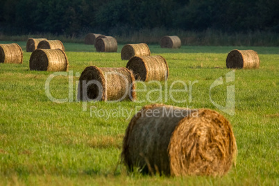 Hay bales on the field after harvest in morning.