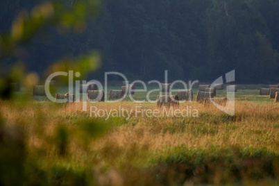 Hay bales on the field after harvest in foggy morning.