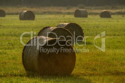 Hay bales on the field after harvest in foggy morning.