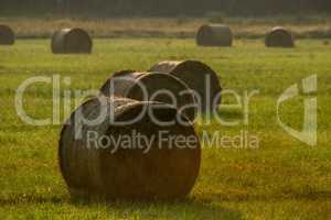 Hay bales on the field after harvest in foggy morning.