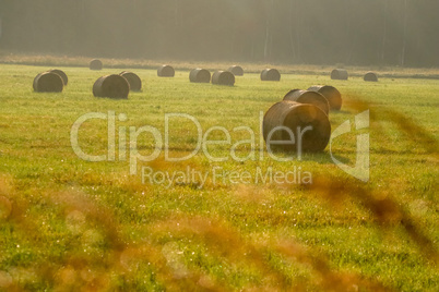 Hay bales on the field after harvest in foggy morning.