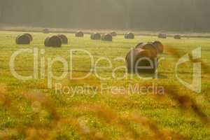 Hay bales on the field after harvest in foggy morning.