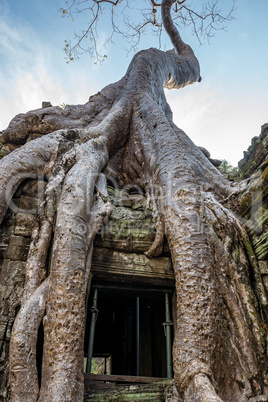 The ancient temple of Ta Prohm , Angkor , Cambodia