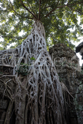 The ancient temple of Ta Prohm , Angkor , Cambodia