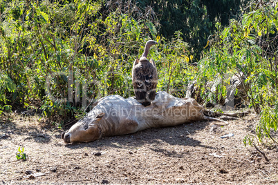 Griffon Vulture Gyps fulvus eating a dead cow in Ethiopia