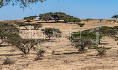Landscape view between Gondar and the Simien mountains, Ethiopia, Africa