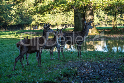 Red deer, Cervus elaphus in a german nature park