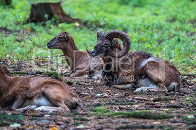 European mouflon, Ovis orientalis musimon. Wildlife animal.