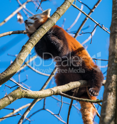 The red panda, Ailurus fulgens, also called the lesser panda.