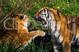 The Siberian tiger,Panthera tigris altaica in the zoo