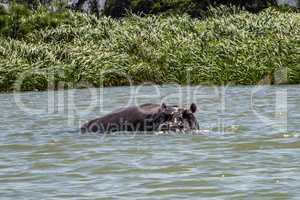 Hippo looking out of the water in lake Tana, Ethiopia