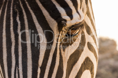 Zebra eye in the close
