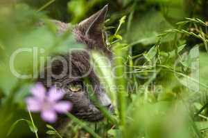 A cat in the bush